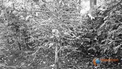 　　哥斯達(dá)黎加一個(gè)咖啡種植園內(nèi)種植的可以抗葉銹病的咖啡品種。圖片由巴西農(nóng)業(yè)研究所提供 