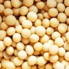 現(xiàn)款求購(gòu)玉米、小麥、高粱、大米等釀酒原料
