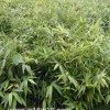 優(yōu)質(zhì)毛竹，楠竹袋苗
