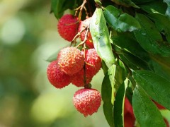 東莞荔枝上市時(shí)間定了 總產(chǎn)量預(yù)計(jì)3萬(wàn)噸